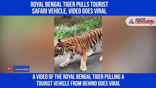 Royal Bengal tiger pulls tourist safari vehicle, video goes viral