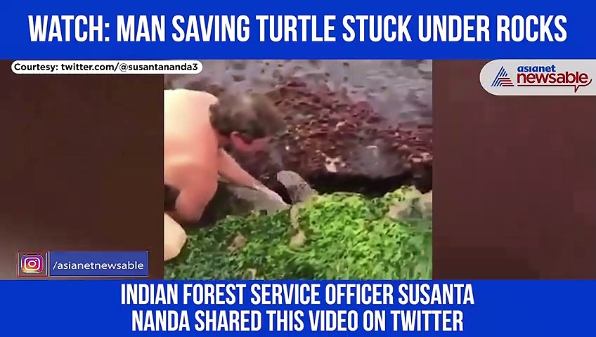 Man rescued a giant turtle stuck under rocks; Video goes viral