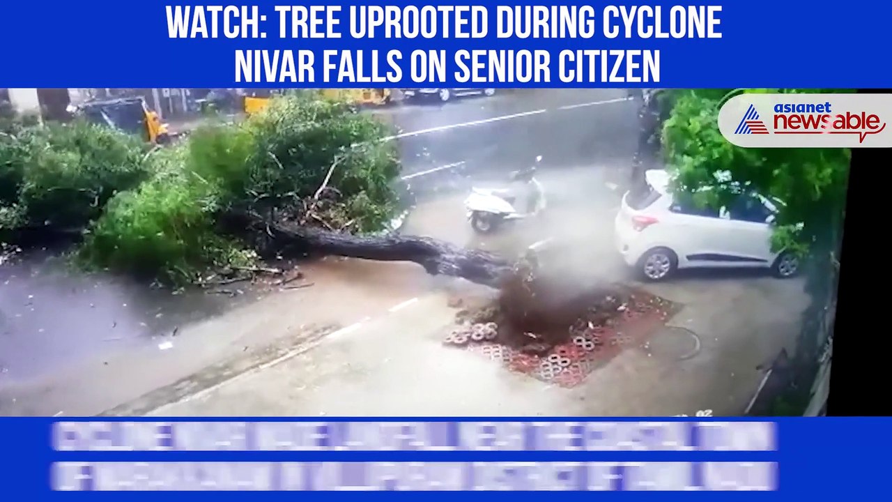 Chennai Tree