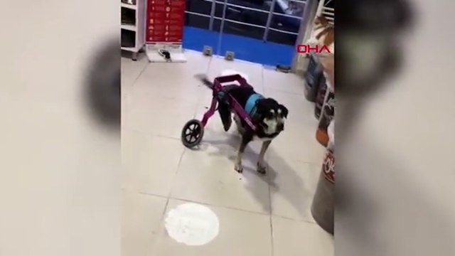 Yürüteçli köpek ‘Zekiye’nin üzerinden kargo aracı geçti