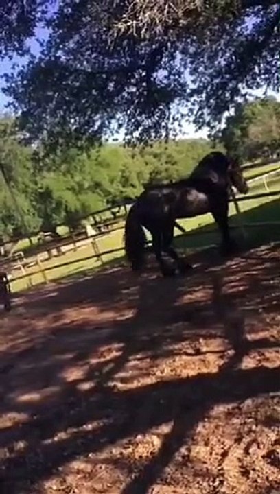 Une jument en chaleur tue accidentellement un étalon reproducteur