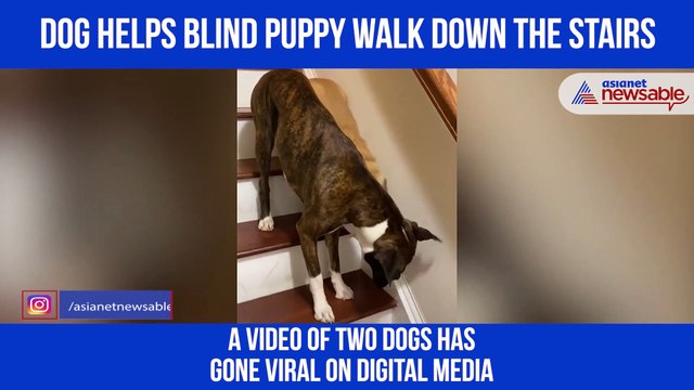 Dog Stepping down the stairs