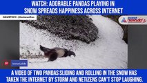 Watch: Adorable pandas playing in snow spreads happiness across internet