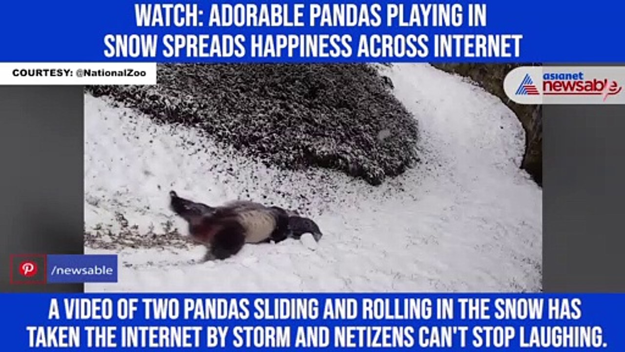 Watch: Adorable pandas playing in snow spreads...
