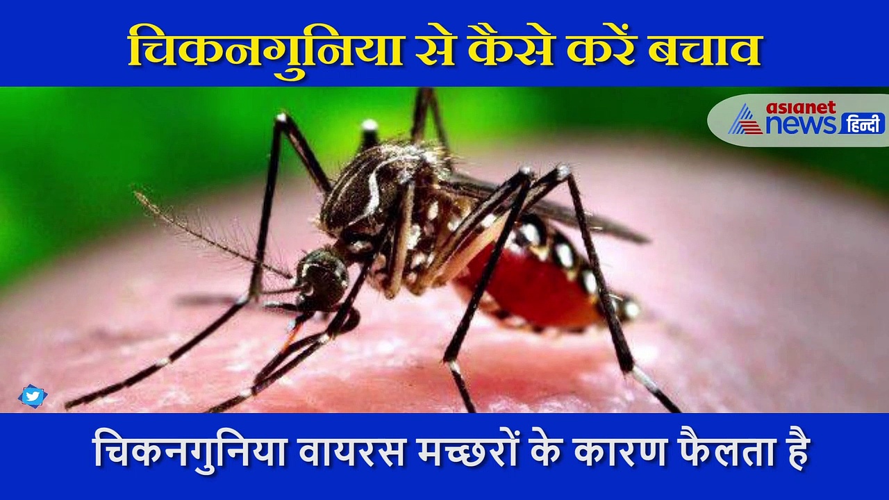 बारिश के मौसम में ज्यादा होती है चिकनगुनिया की बीमारी, इस तरह करें बचाव