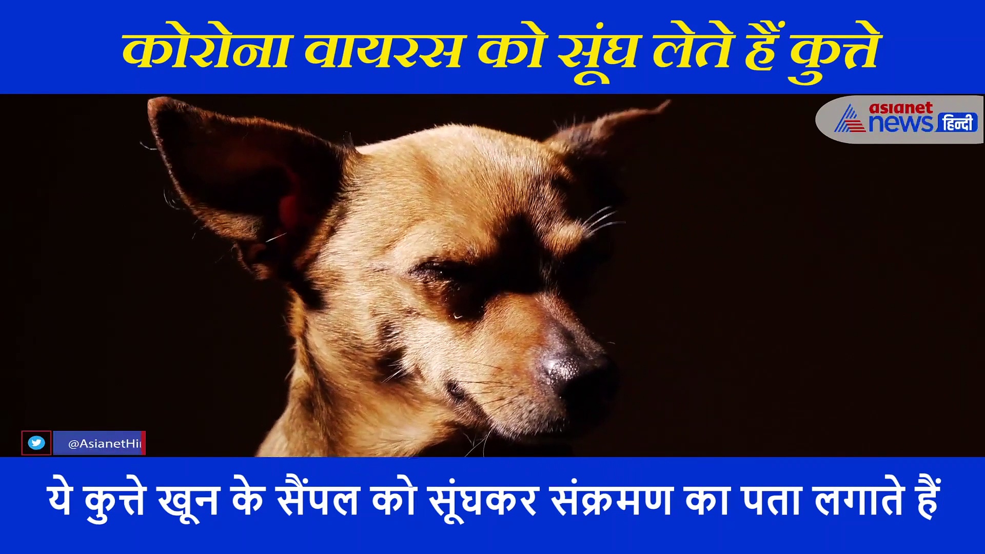 कुत्तों से हल होगी कोरोना की परेशानी, सूंघकर बताएंगे कौन हैं संक्रमित