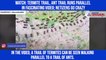 Watch: Termite trail, ant trail runs parallel in fascinating video; netizens go crazy