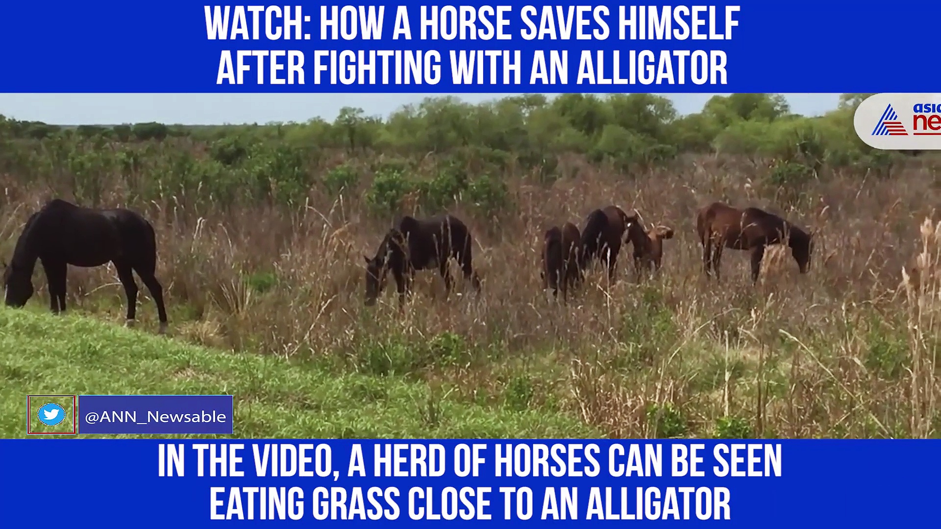A horse attacked Alligator? Find out what happens next