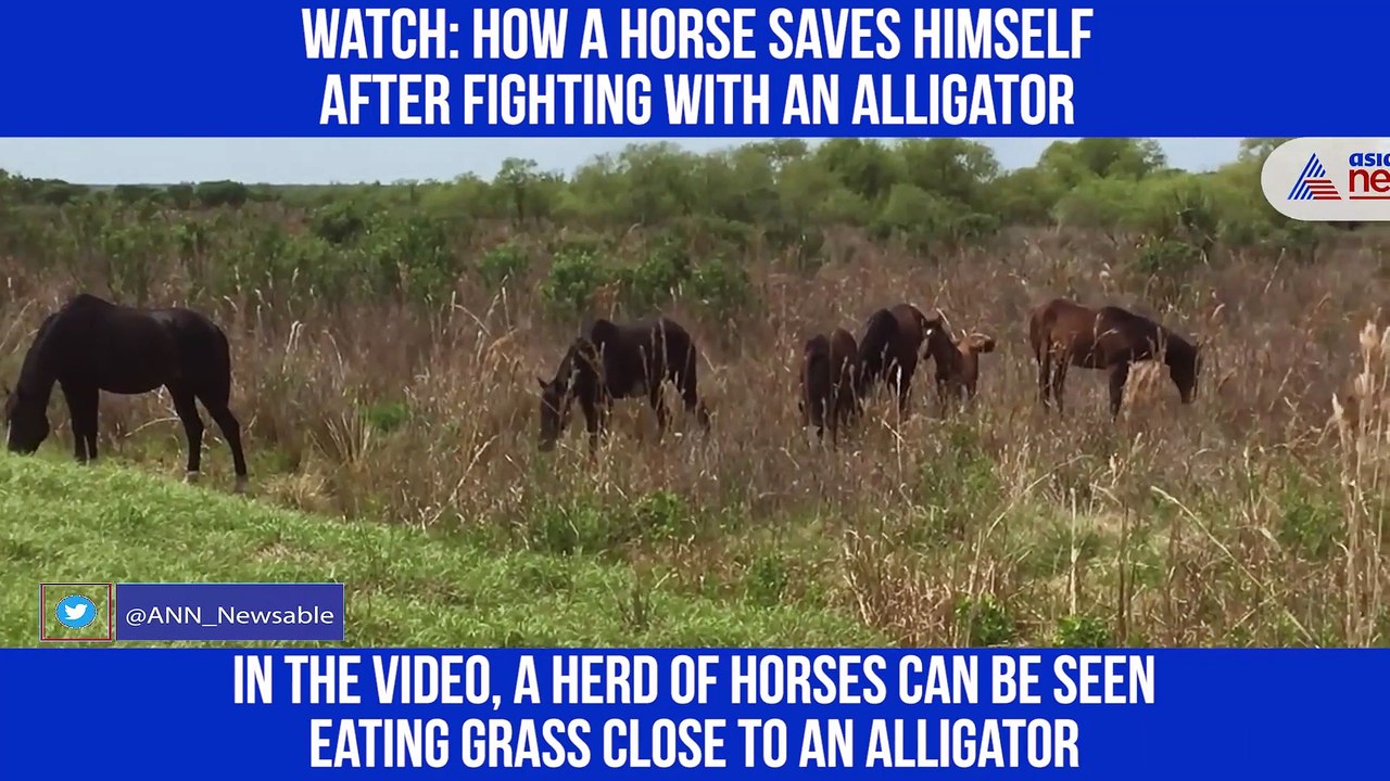 horse attacked Alligator