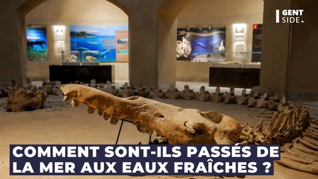 Un fossile de crocodile datant de 7 millions d’années, découvert au Pérou