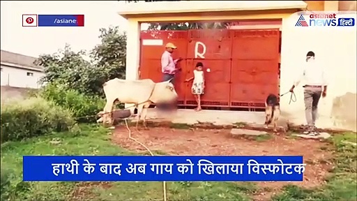 गाय को खिलाया विस्फोटक, जीभ जबड़ा सब आ गए हैं बाहर, भूख से तड़प रही है गाय और 15 दिन का बछड़ा