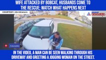 Wife attacked by bobcat, husbands come to the rescue; watch what happens next