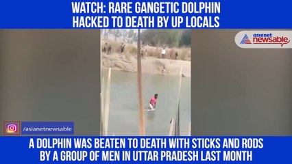 Dolphin Hacked to Death