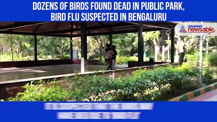 Birds Died
