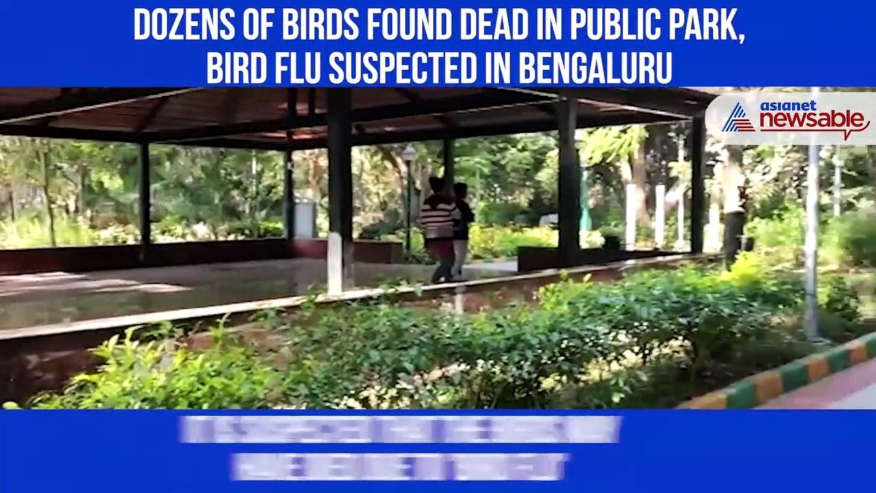 Birds Died