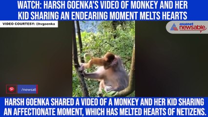 Watch: Harsh Goenka's video of monkey and her kid sharing an endearing moment melts hearts