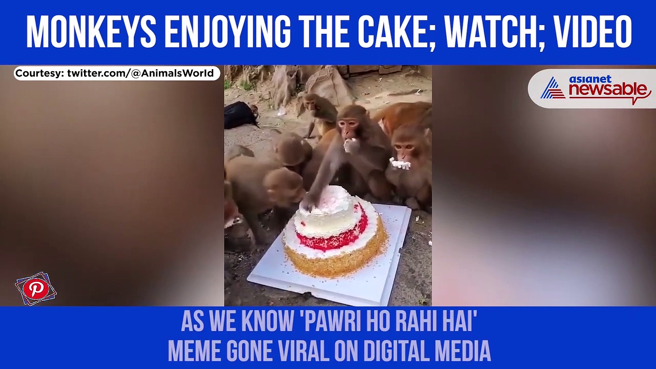 Monkeys enjoy cake, 'Pawri Ho Rahi Hai', Watch viral video