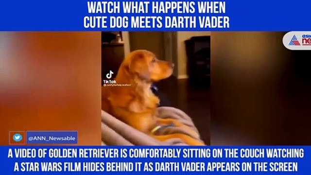 Dog Meets Darth Vader