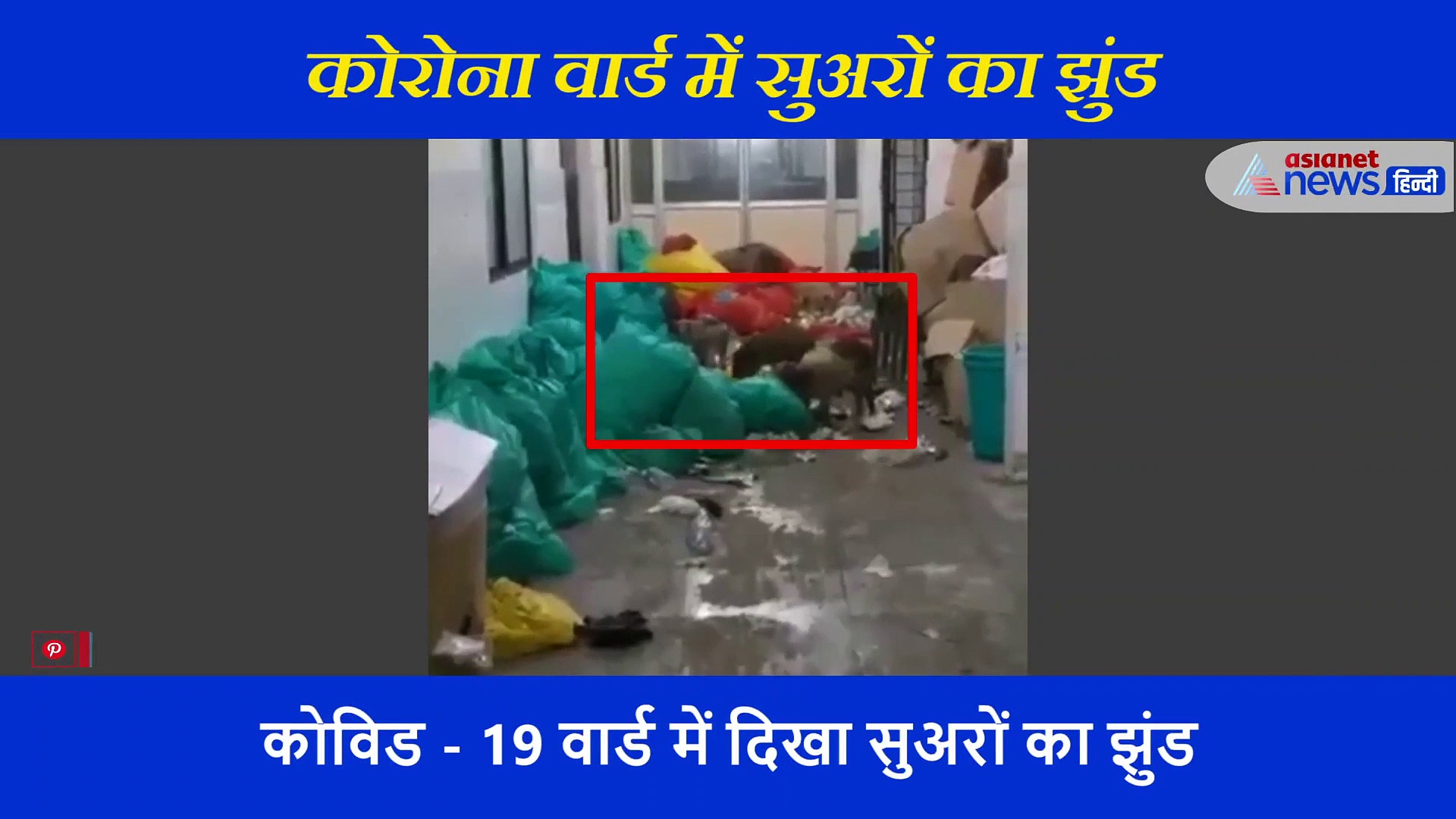 कोविड-19 वार्ड में घुसे आधा दर्जन सुअर, जमकर मचाया उत्पात, हॉस्पिटल के वीडियो को देख दंग रह जाएंगे आप