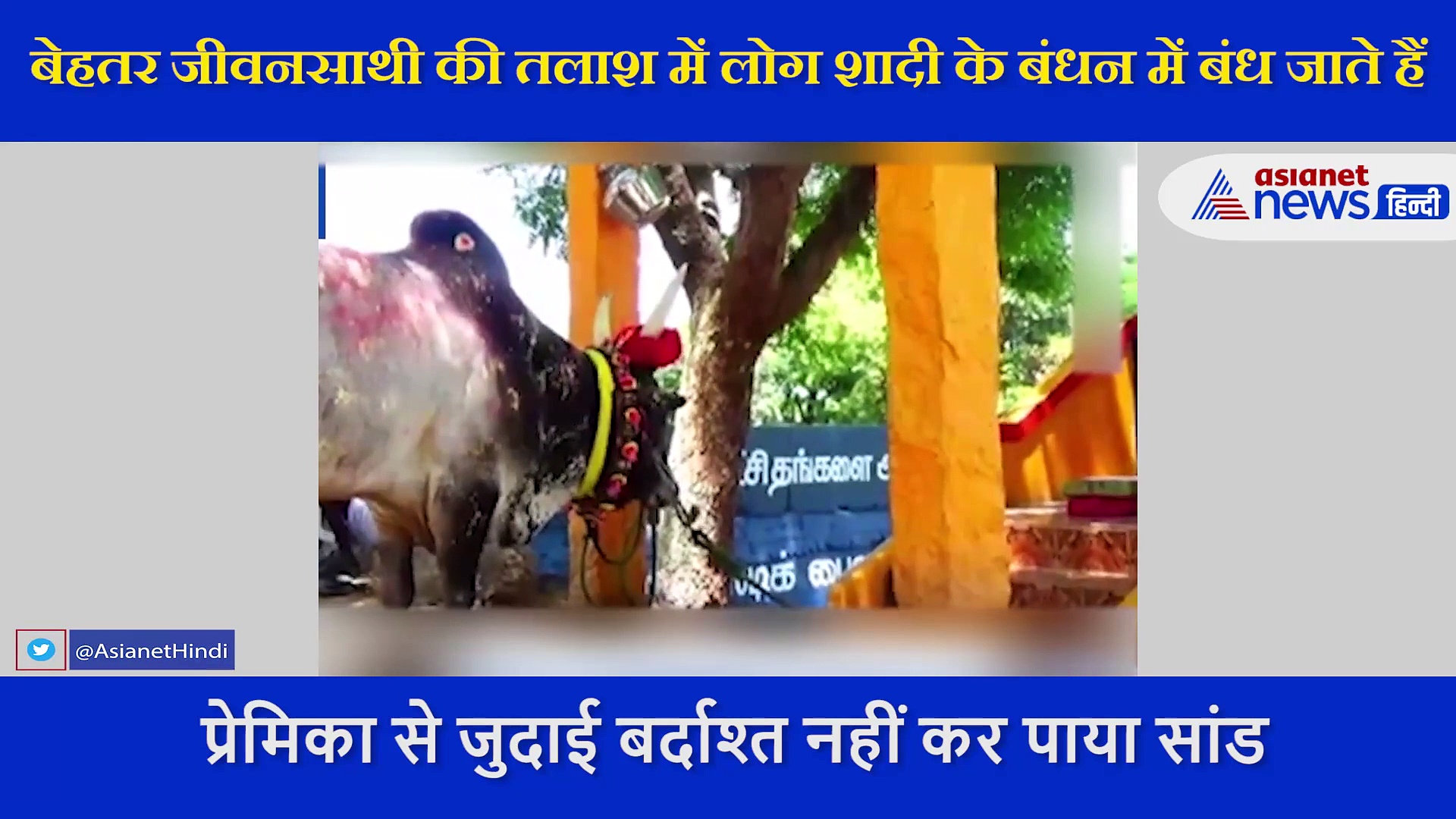 प्रेमिका से जुदाई बर्दाश्त नहीं कर पाया सांड, फिर धूमधाम से गाय संग रचाई शादी