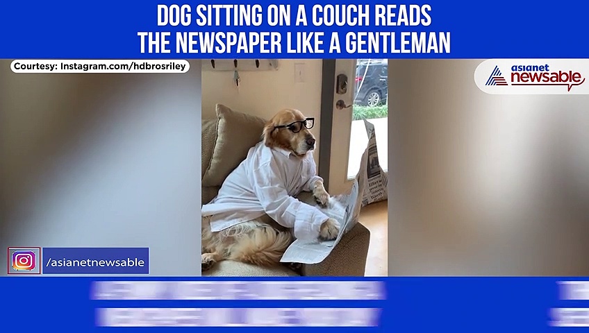 Dog reads newspaper sitting on a couch; This pawdorable video will make your day