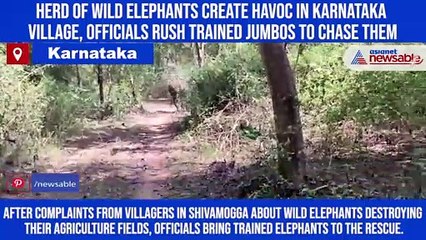 Download Video: Herd of wild elephants create havoc in Karnataka village, officials rush trained jumbos to chase them