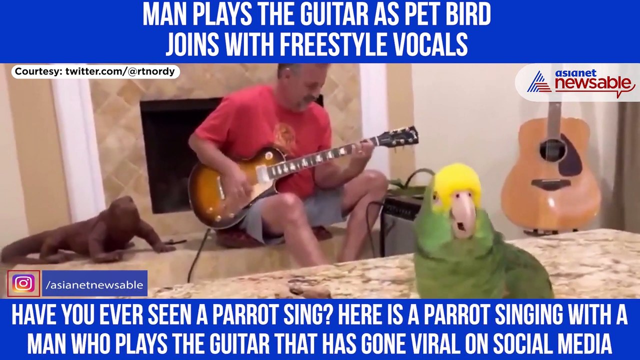 Man plays the guitar as pet bird joins with freestyle vocals