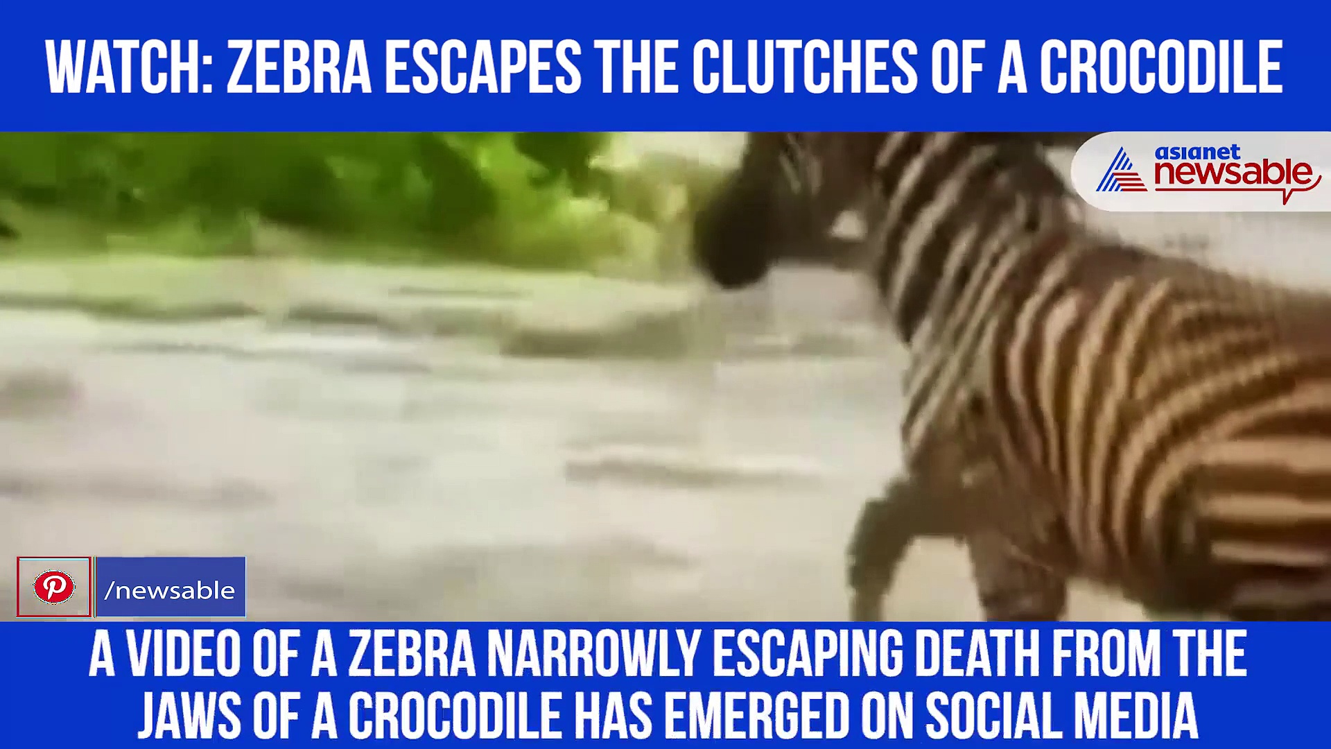 Horrifying Moment: Zebra makes lucky escape from the jaws of a crocodile; Watch video