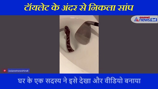 टॉयलेट के अंदर से निकला सांप, देखते ही करने लगा ऐसा, सामने आया हैरान करने वाला वीडियो