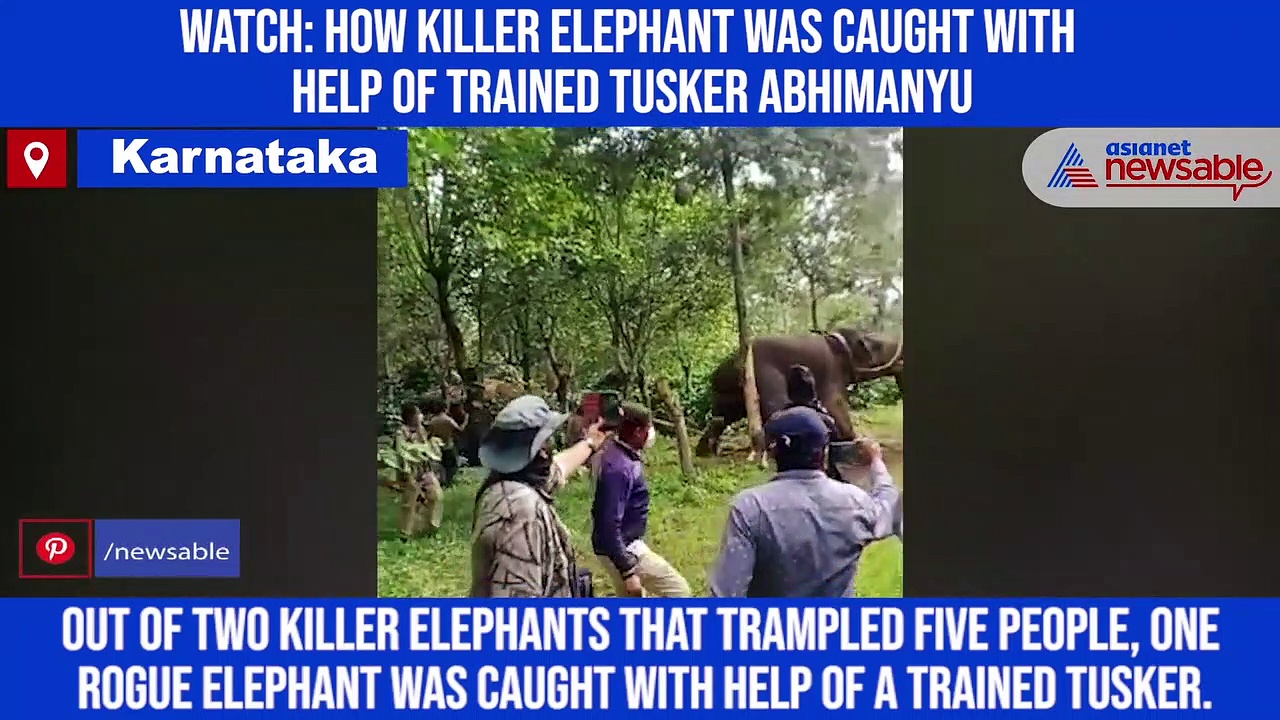Watch: How killer elephant was caught with help of trained tusker Abhimanyu