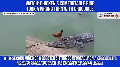 Crocodile takes up driver's seat, here's how a rooster chickens out: Watch this hilarious video