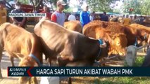 Penyakit Mulut Dan Kuku Mewabah, Harga Sapi Anjlok