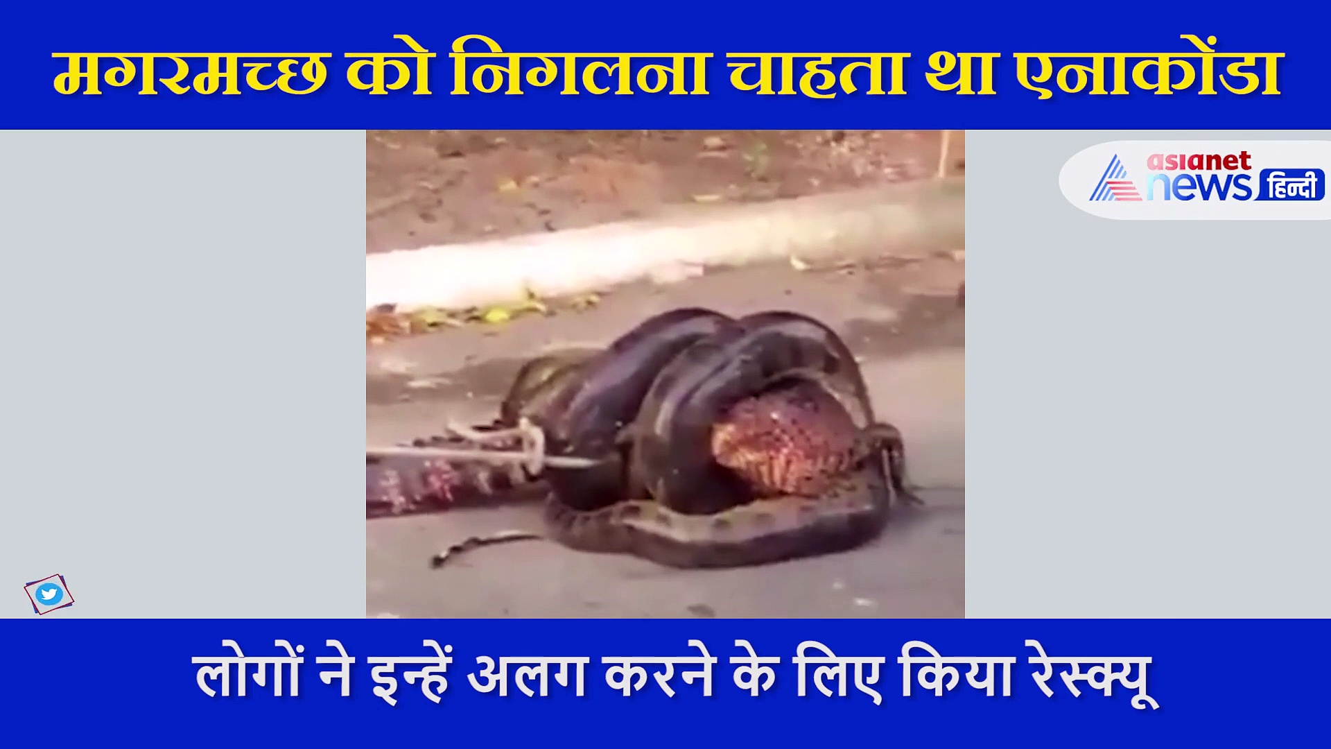 एनाकोंडा बनाना चाहता मगरमच्छ को अपना निवाला, सामने आया डरावना वीडियो