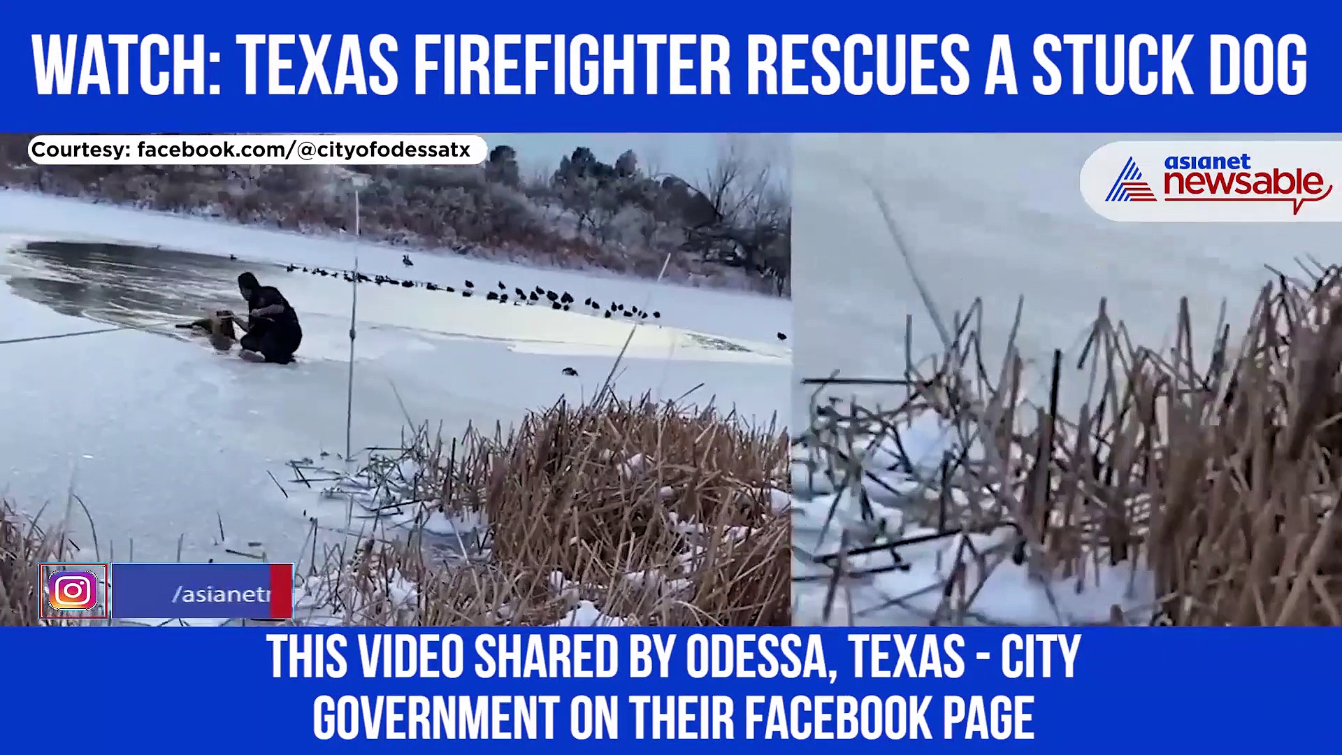 Fire Rescue Battalion Chief rescues a dog stuck in frozen pond, Watch Video