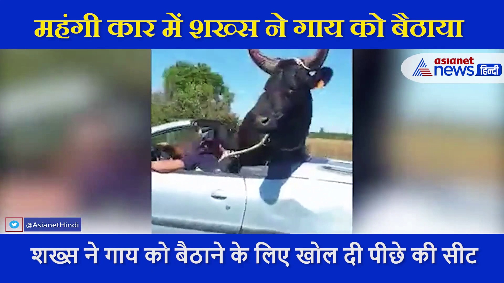 महंगी कार में गाय के साथ डेट पर निकला शख्स, सीट में नहीं बैठ पाई तो लगाया ऐसा जुगाड़