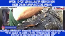 Watch: 10-foot long alligator rescued from under car in Florida; netizens applaud
