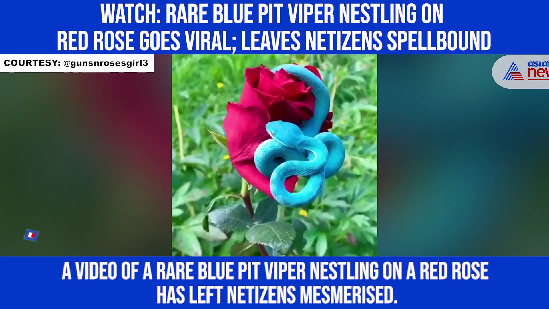 Watch: Rare blue pit viper nestling on red rose goes viral; leaves netizens spellbound