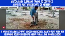 Watch: Baby elephant trying to convince a man to play wins hearts of netizens