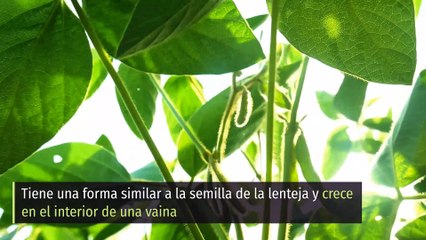 8 Propiedades y Beneficios de la SOJA✅