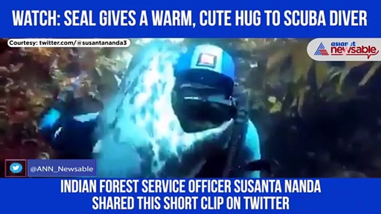 Seal Hug