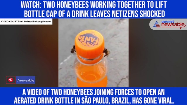 Watch: Two honeybees working together to lift bottle cap of a drink leaves netizens shocked
