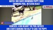 Watch: Dog saves drowning puppy from swimming pool; netizens react