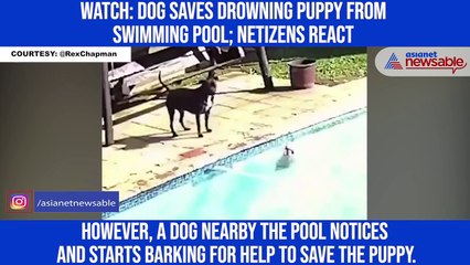 Download Video: Watch: Dog saves drowning puppy from swimming pool; netizens react