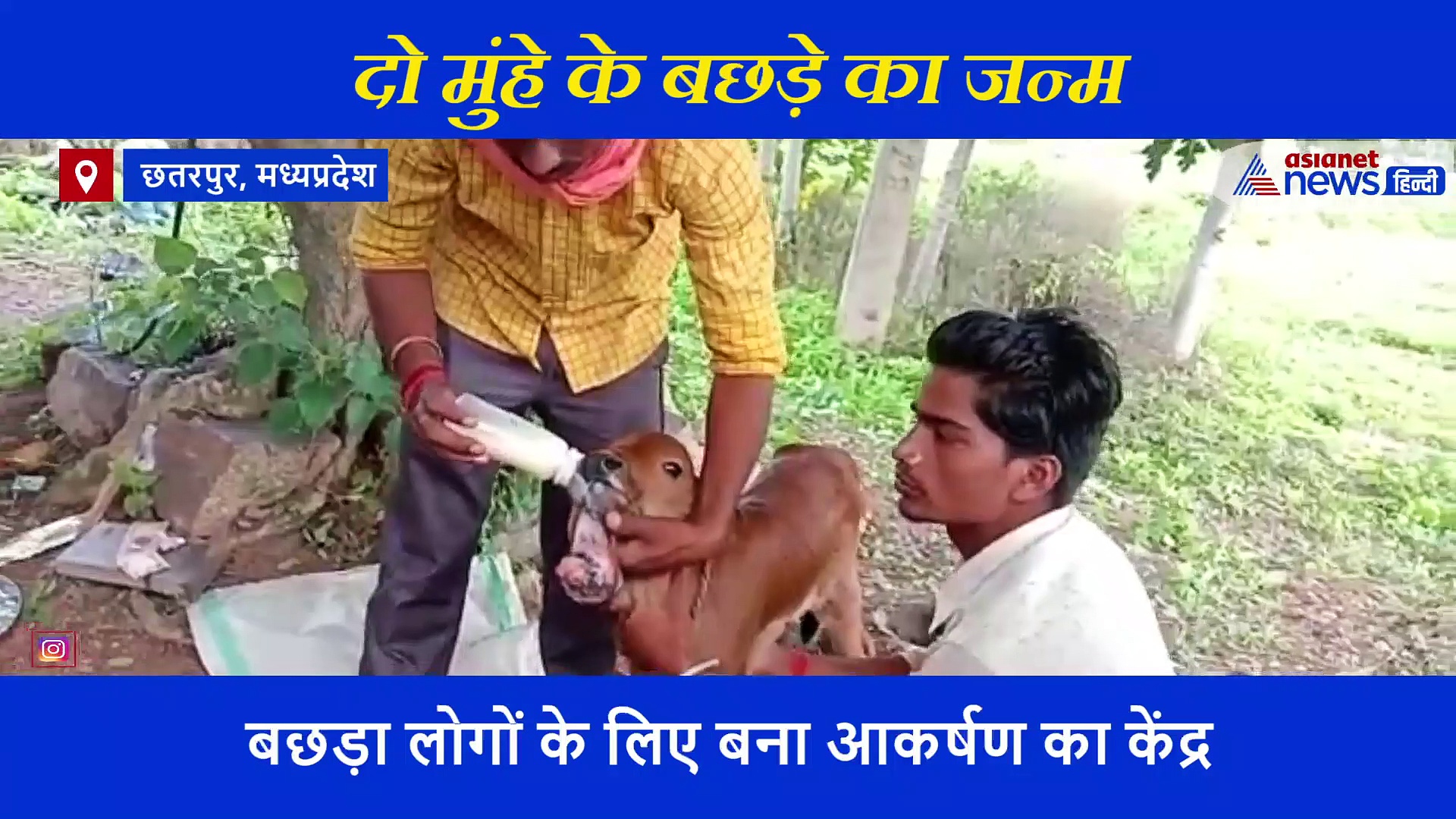 बछड़े ने दो मुंह के साथ लिया जन्म, बोतल से पिलाया जा रहा है दूध, लोगों के लिए बना आकर्षण का केंद्र