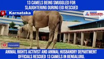 13 camels being smuggled for slaughtering during Eid rescued