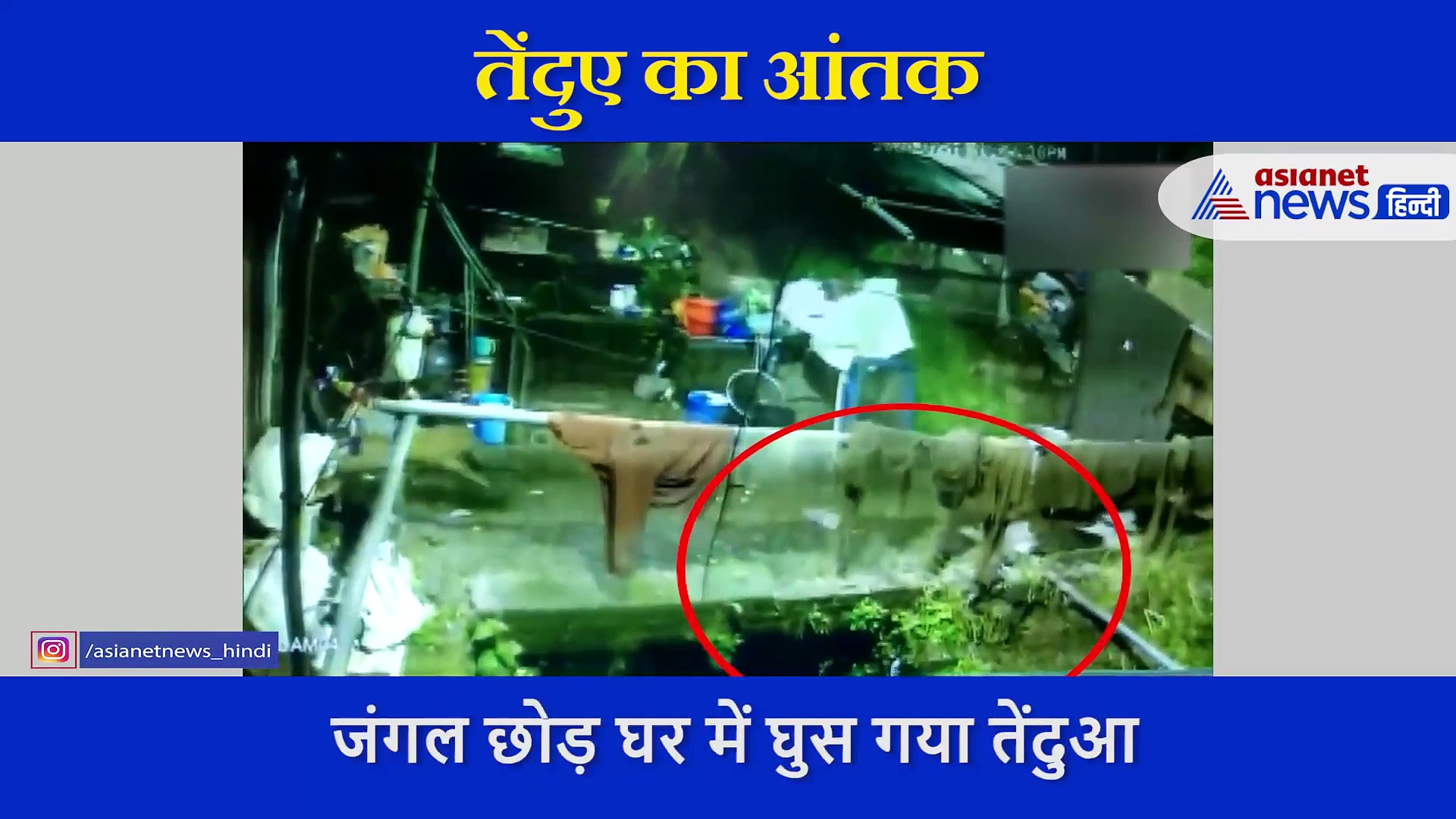 घर में घुस तेंदुए ने किया पालतू कुत्ते का शिकार, देखें सिहरन पैदा कर देने वाली घटना