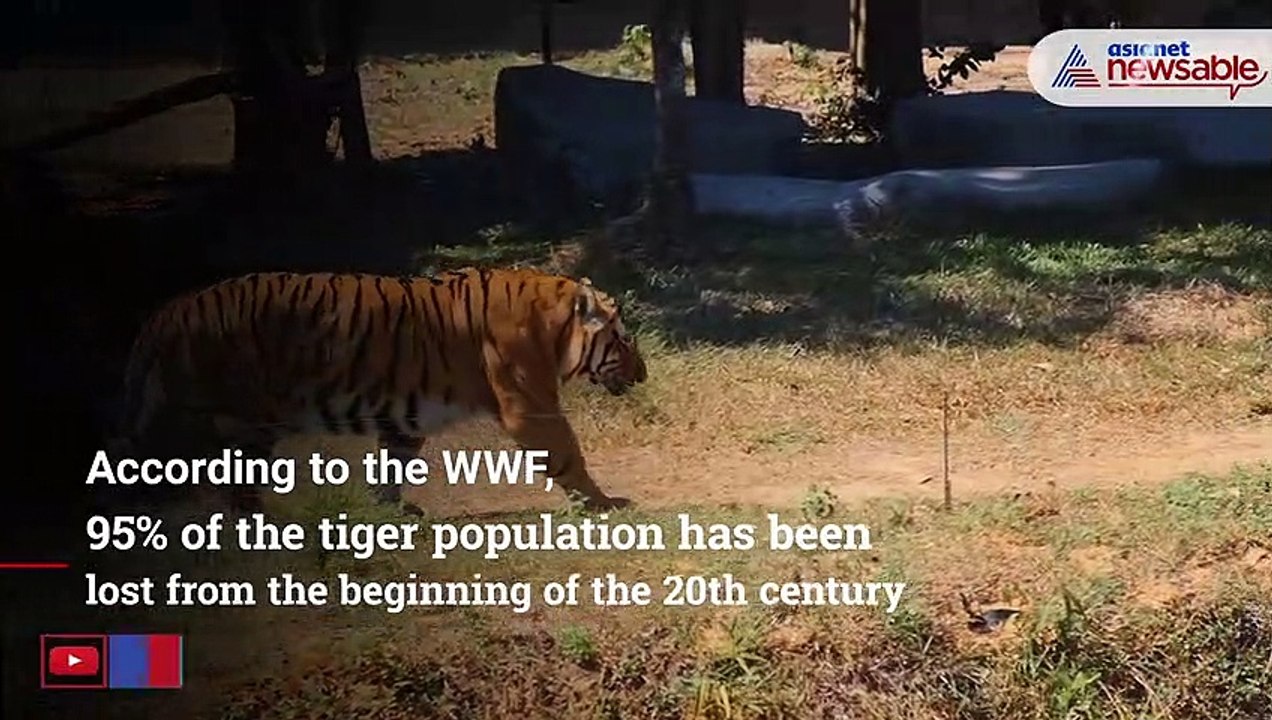 International Tiger Day: 10 Facts On Tigers To Celebrate Our Striped Big Cats