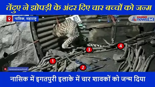 तेंदुए ने झोपड़ी के अंदर दिए चार बच्चों को जन्म, वन विभाग ने जारी किया वीडियो
