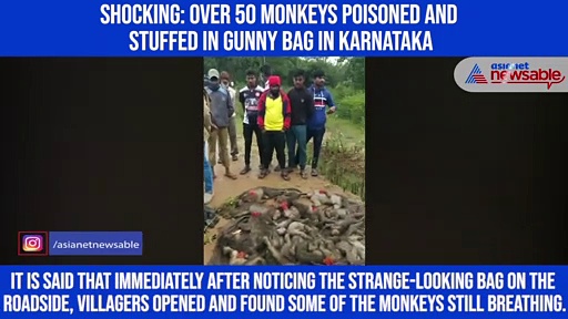 Shocking: Over 50 monkeys poisoned and stuffed in gunny bag in Karnataka