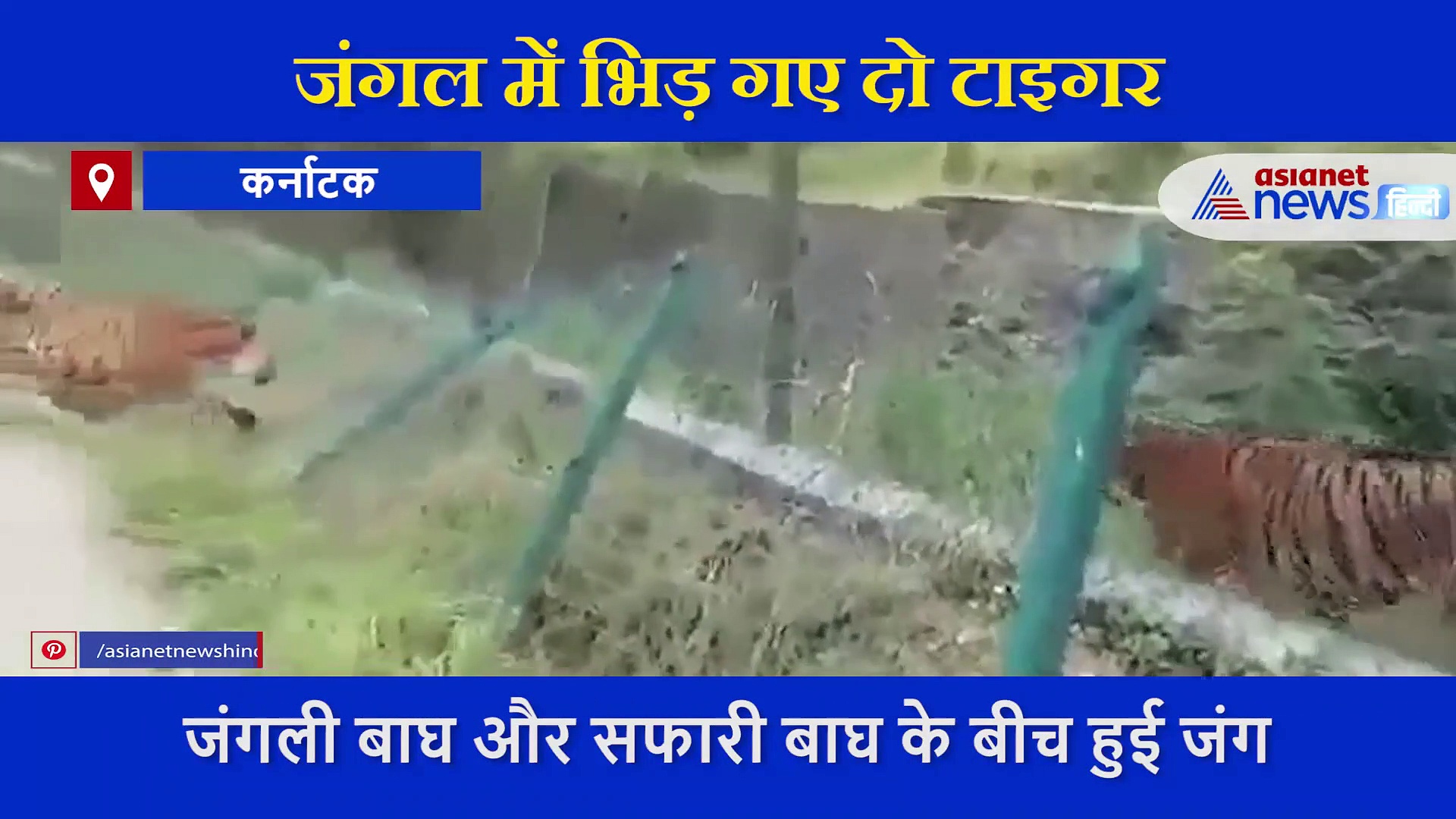 जंगल में भिड़ गए दो टाइगर,  कैमरे में कैद हुई रेयर फाइट